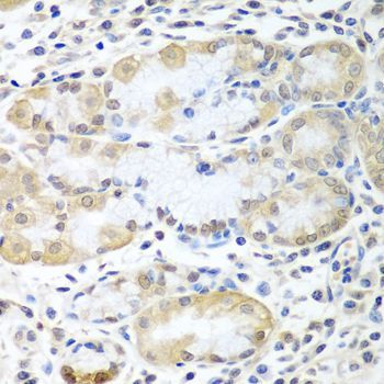 Immunohistochemistry - ASNA1 antibody (144-03746)