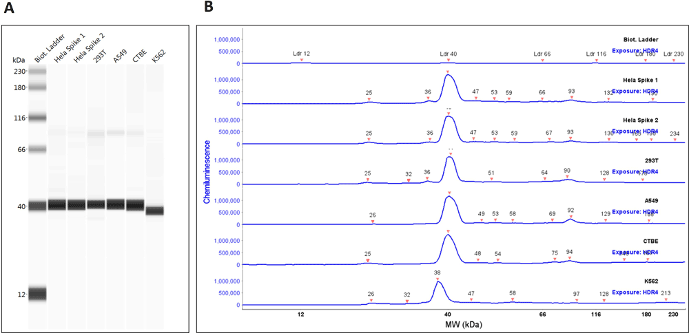 Western blot image