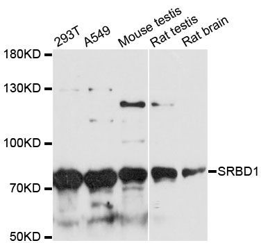 Western blot - SRBD1 antibody (144-60244)