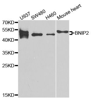 Western blot - BNIP2 antibody (144-06282)