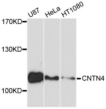 Western blot - CNTN4 Polyclonal Antibody (144-010339)