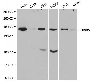 Western blot - SIN3A Polyclonal Antibody (144-01577)