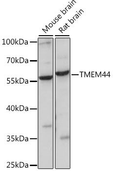 Western blot - TMEM44 antibody (144-015929)