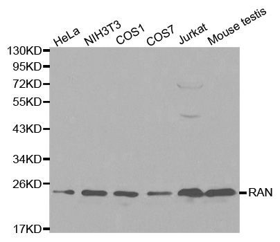 Western blot - RAN Polyclonal Antibody (144-00976)