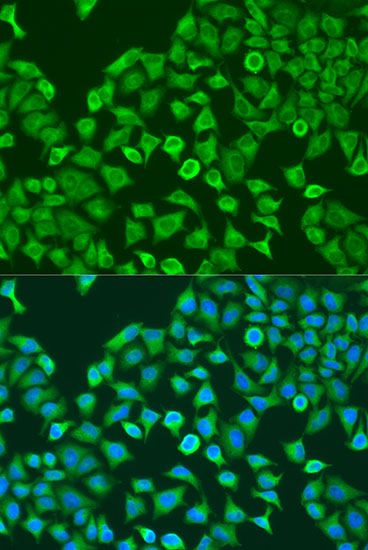 Immunofluorescence - PUM1 antibody (144-06108)