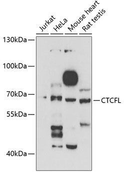 Western blot