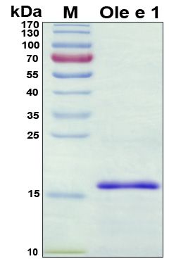 SDS-PAGE