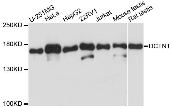 Western blot - DCTN1 Polyclonal Antibody (144-01783)