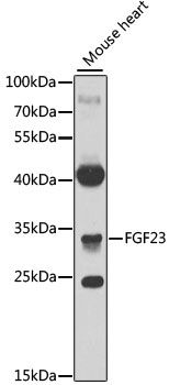 Western blot - FGF23 antibody (144-06124)