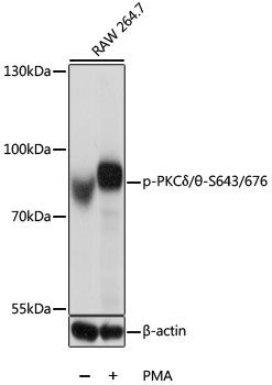 Western blot - Phospho-PKC?/?-S643/676 antibody (144-50567)