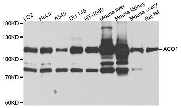 Western blot - ACO1 antibody (144-07867)