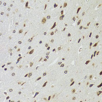 Immunohistochemistry - EDF1 Polyclonal Antibody (144-02283)