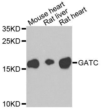 Western blot - GATC antibody (144-08604)