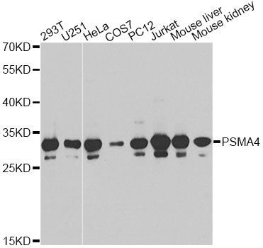 Western blot - PSMA4 antibody (144-60380)