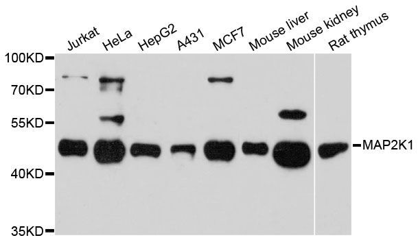 Western blot - [KO Validated] MAP2K1 Polyclonal Antibody (144-12687)