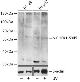Western blot