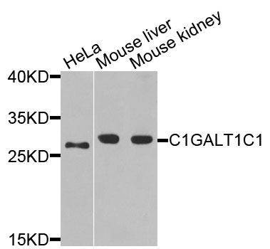 Western blot - C1GALT1C1 antibody (144-07590)