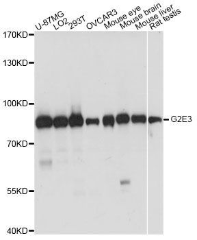 Western blot - G2E3 antibody (144-014410)