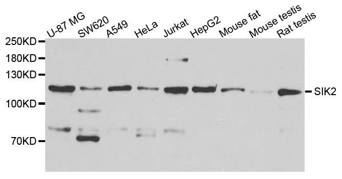 Western blot - SIK2 antibody (144-08321)