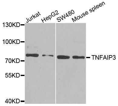 Western blot - TNFAIP3 antibody (144-02127)