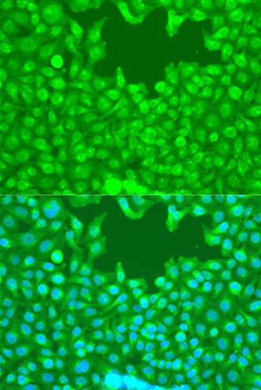 Immunofluorescence - WWTR1 antibody (144-015806)