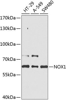 Western blot