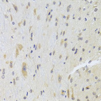 Immunohistochemistry - DPP3 Antibody (144-07054)