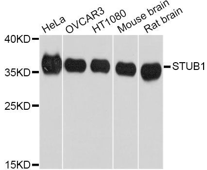 Western blot - STUB1 Antibody (144-011751)