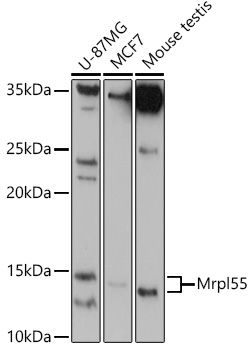 Western blot