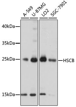 Western blot - HSCB antibody (144-015961)