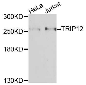 Western blot - TRIP12 antibody (144-09958)