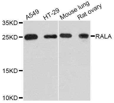 Western blot - RALA Polyclonal Antibody (144-11736)