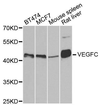 Western blot - VEGFC antibody (144-02556)