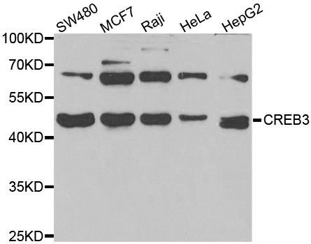 Western blot - CREB3 antibody (144-06567)