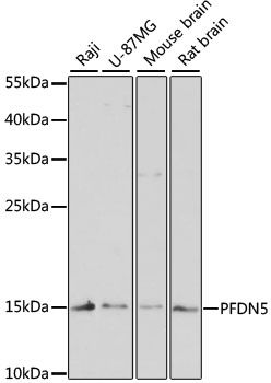 Western blot - PFDN5 antibody (144-61377)