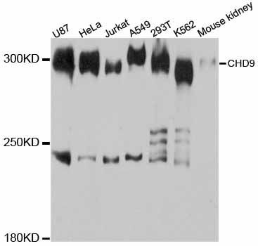 Western blot - CHD9 antibody (144-012147)