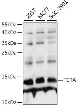 Western blot - TCTA antibody (144-015322)