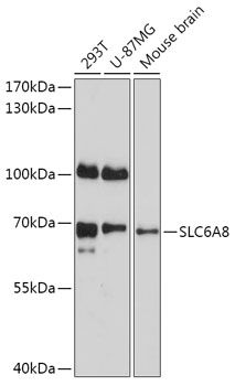 Western blot