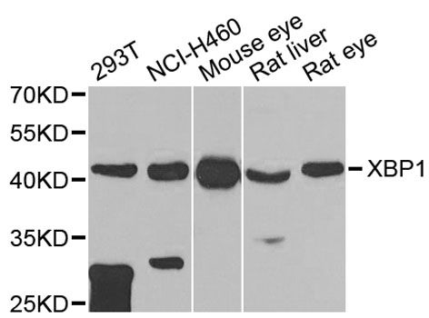 Western blot - XBP1 antibody (144-01731)
