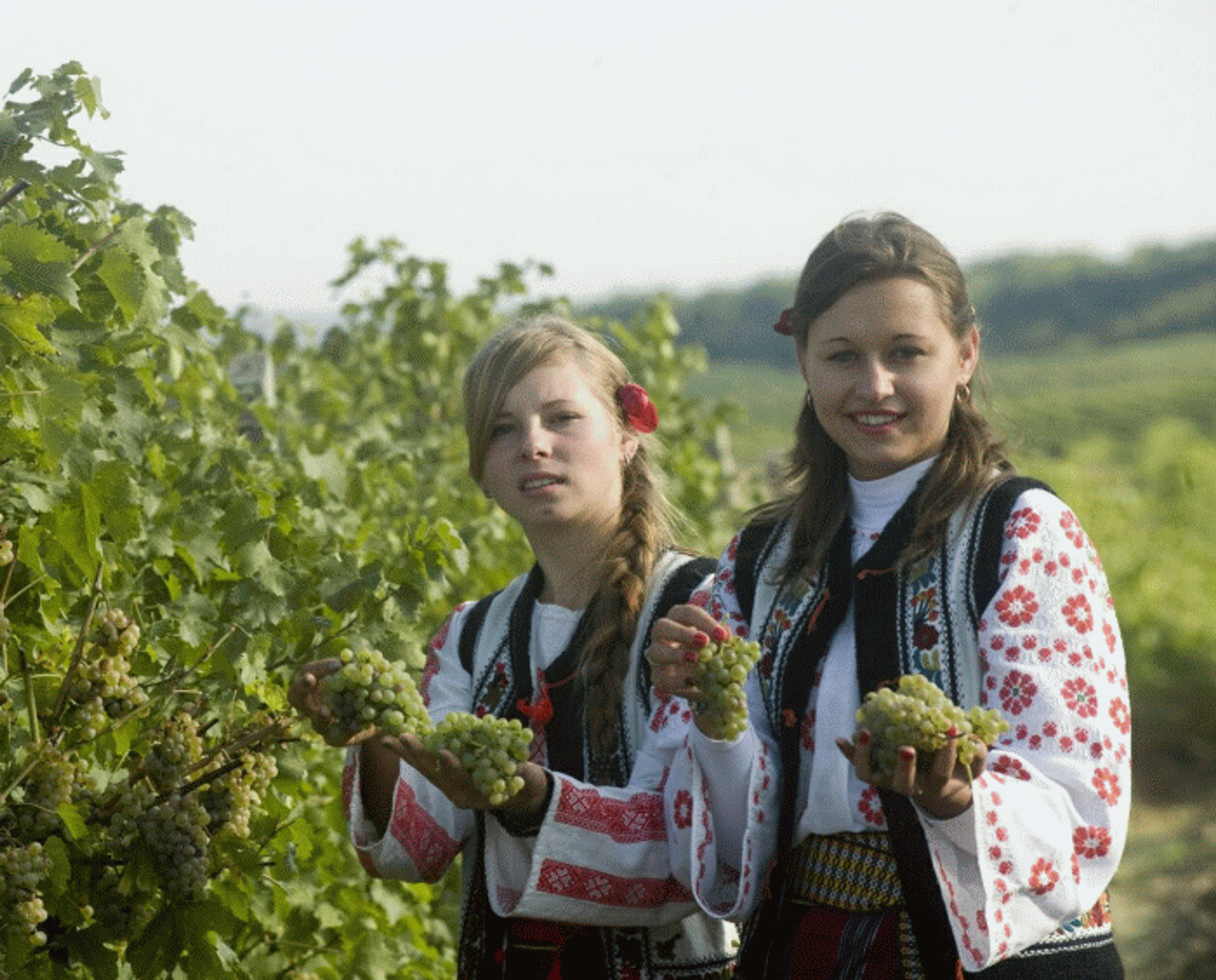 "Drumul Vinului" printre podgoriile de pe Valea Tarnavelor