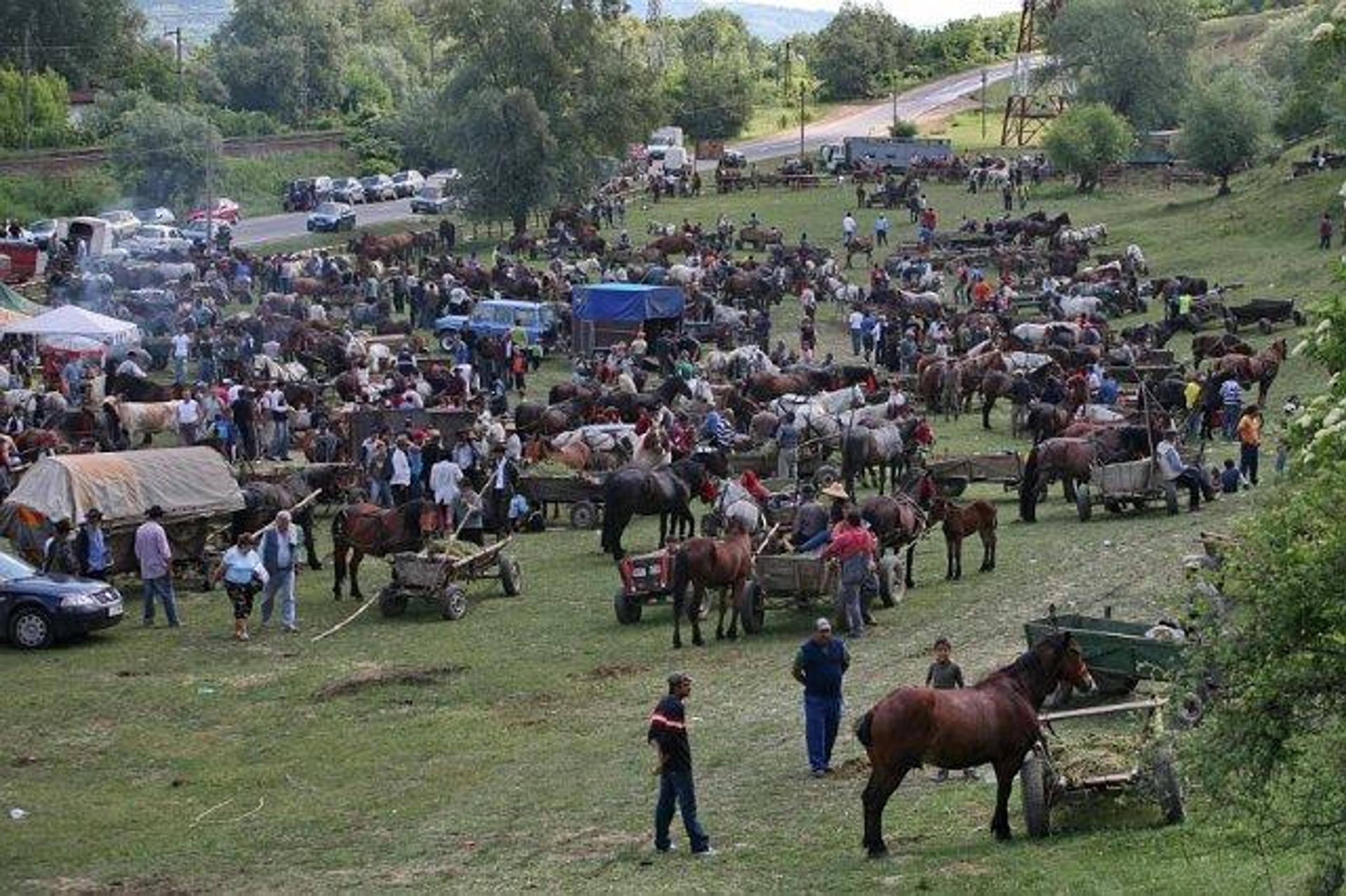 Targul de animale de la Alma - Dumbraveni, unul dintre cele mai mari din tara