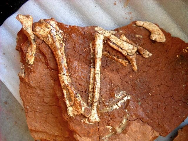 Geoparcul dinozaurilor, Jurassic Park din mijlocul Tării Hațeg