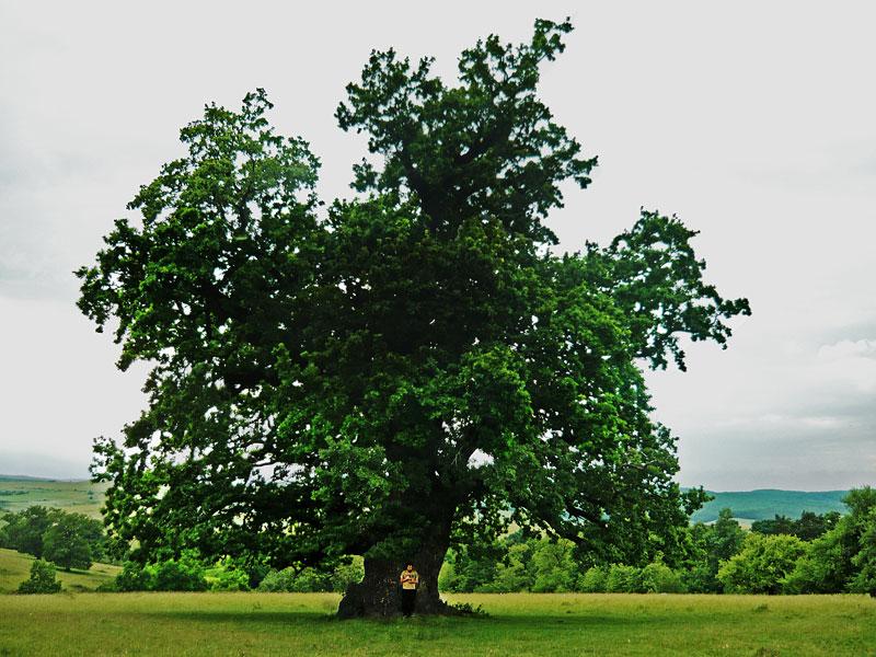 Șaroș pe Târnave
