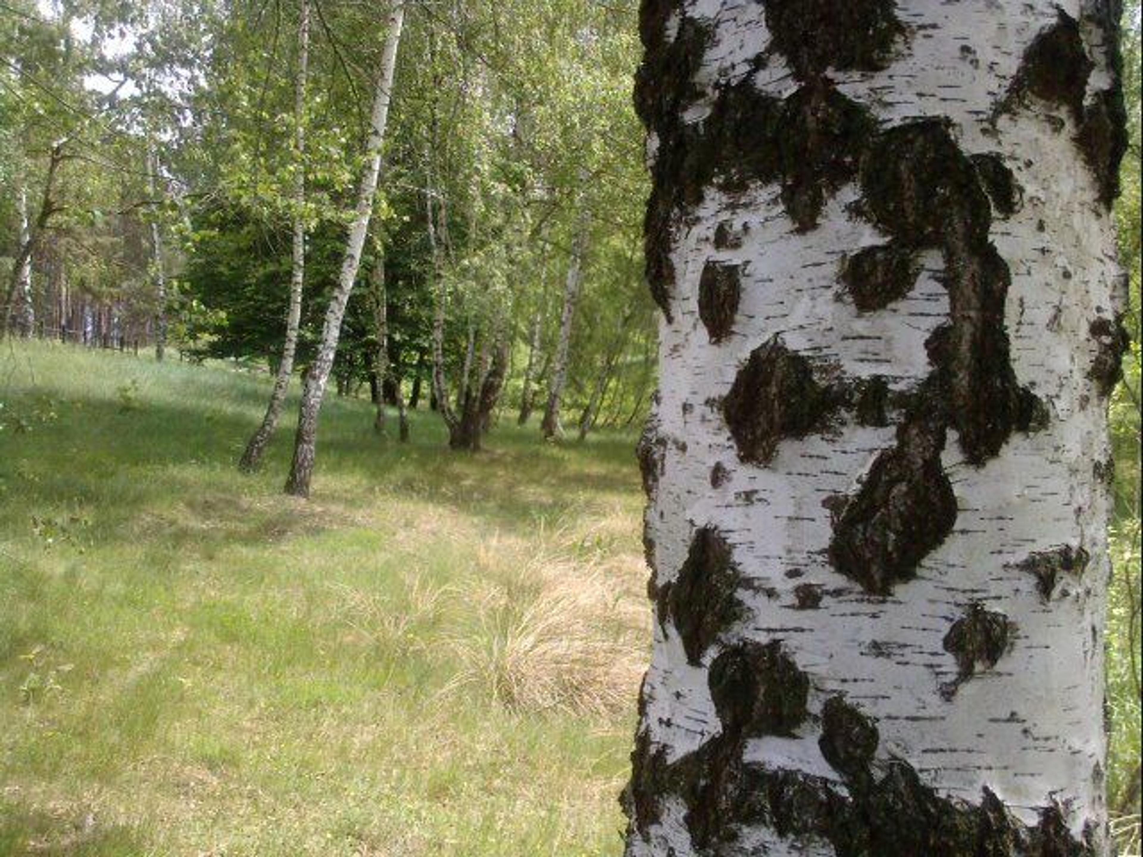 Rezervatia naturala din lunca Raului Negru, locul unde s-a filmat Cold Mountain