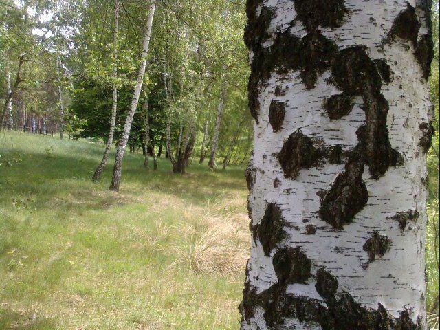 Rezervatia naturala din lunca Raului Negru, locul unde s-a filmat Cold Mountain