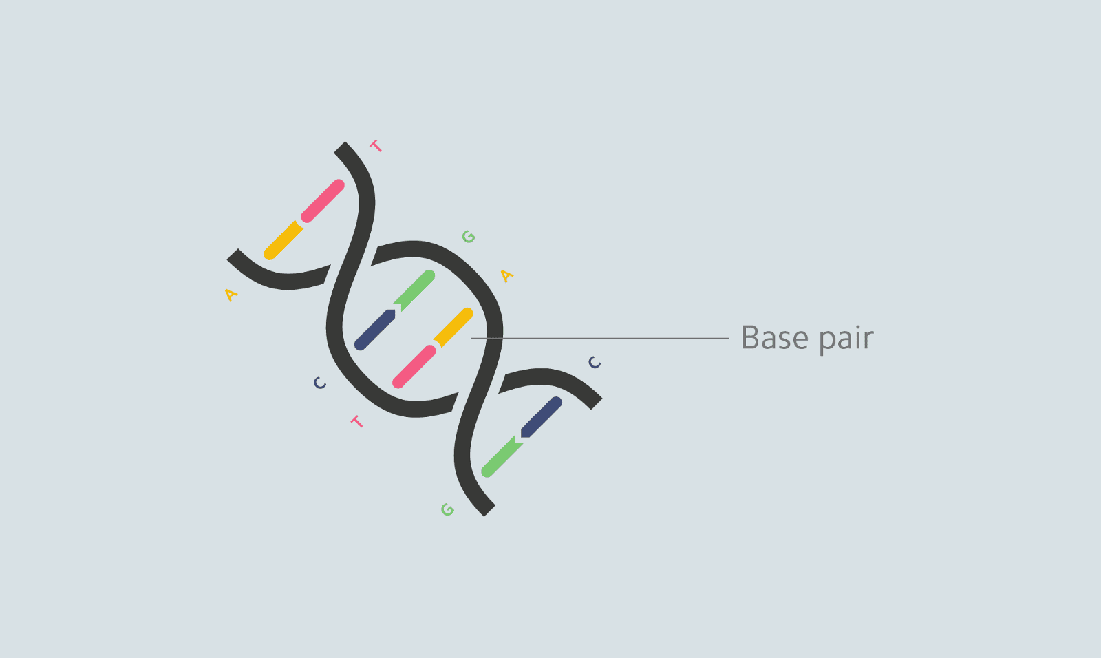 Definition of base pair - NCI Dictionary of Genetics Terms - NCI