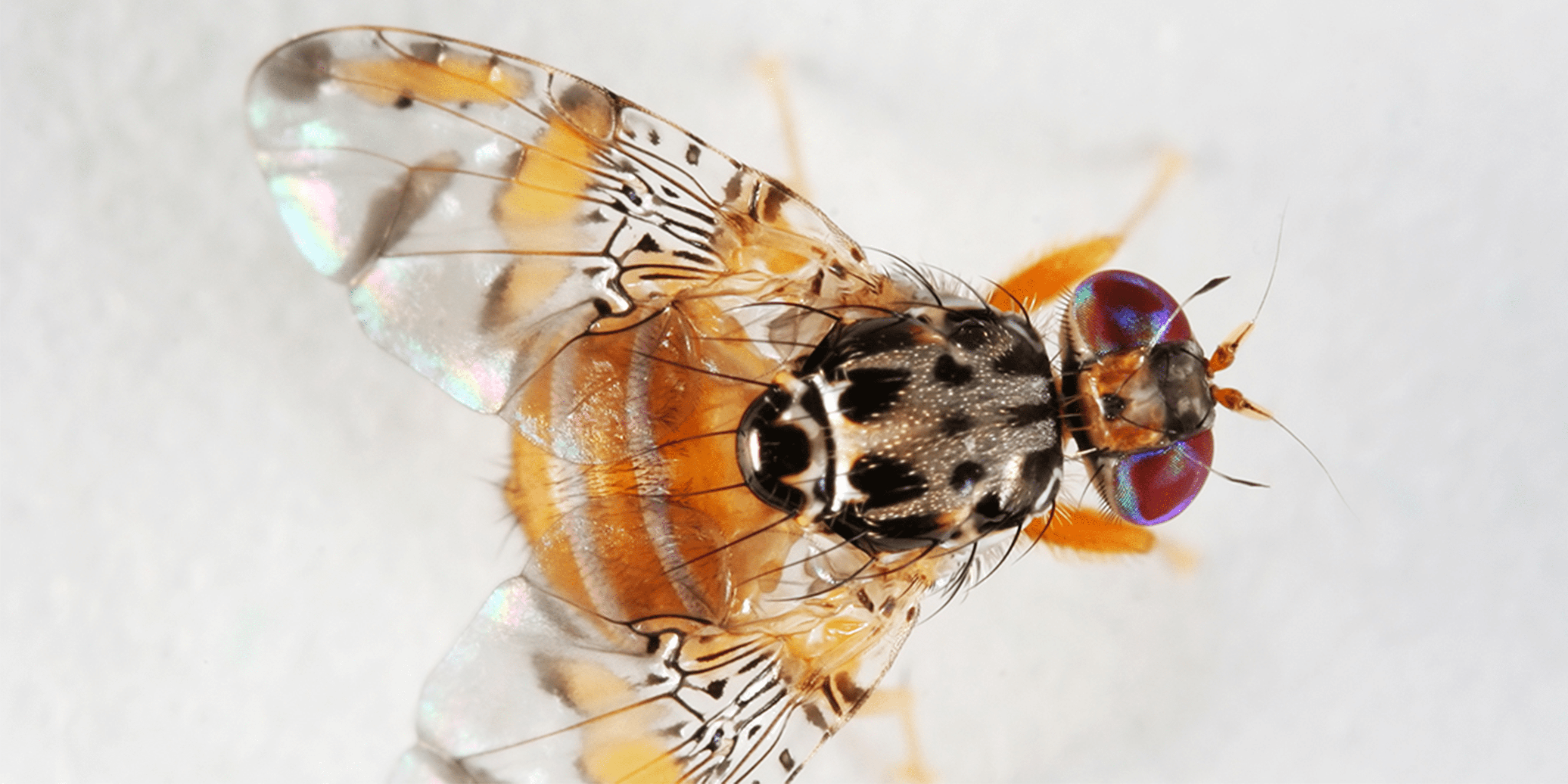 Fruit Flies: The Science Superstars You Want Gone From Your