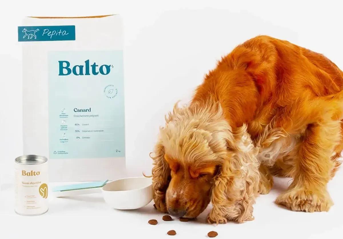 About Balto About Balto