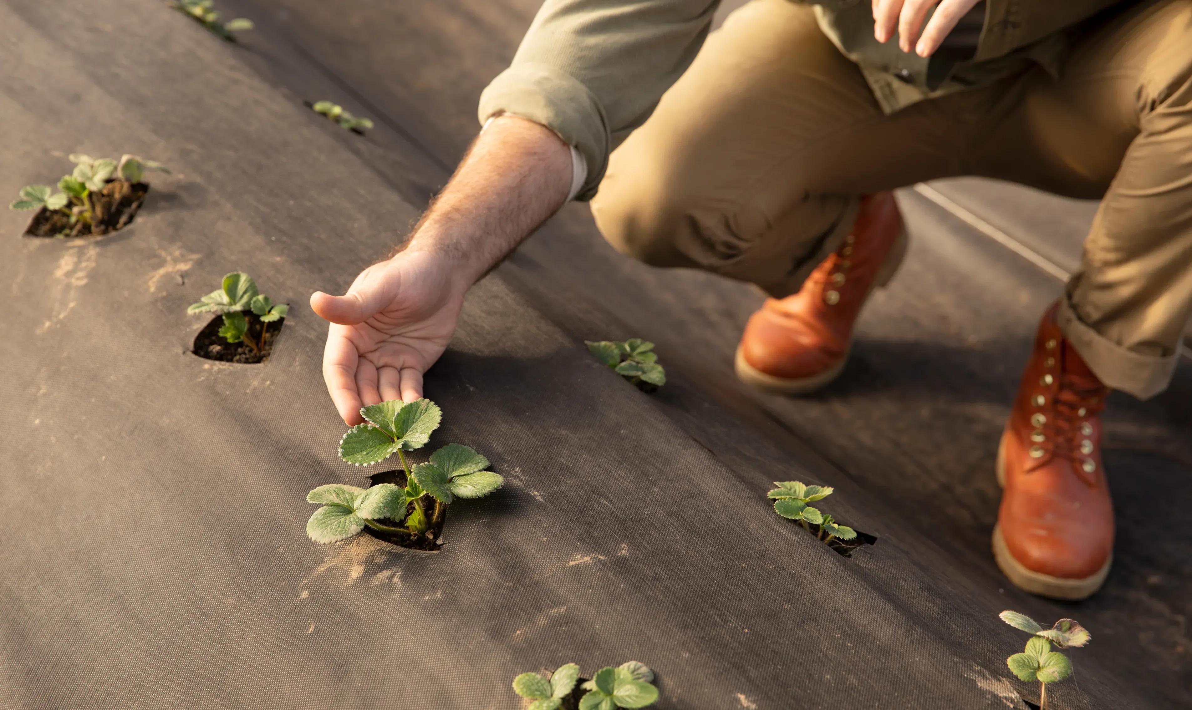 Farm worker inspecting young strawberry plants