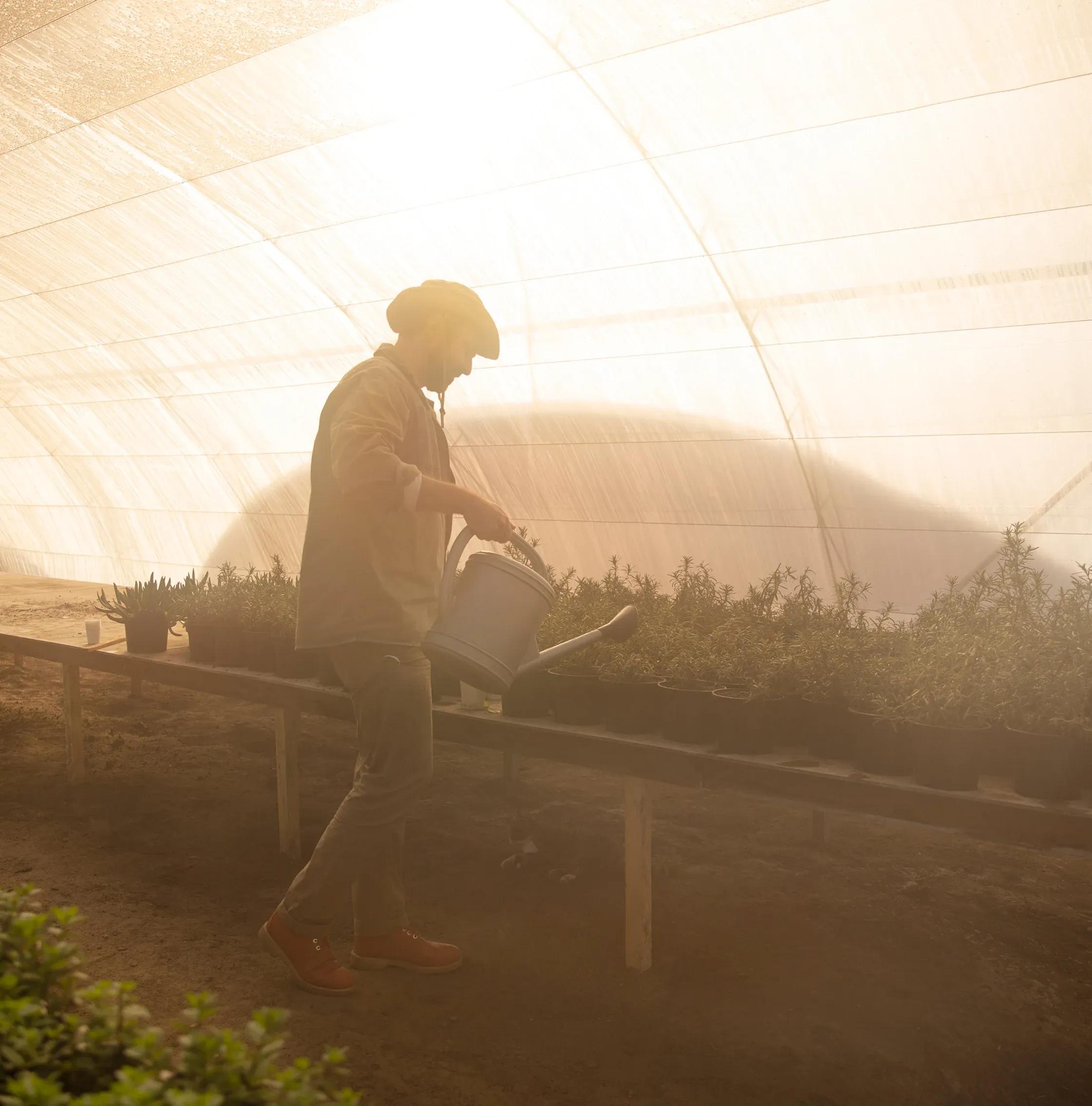 Farm worker watering potted plants in a greenhouse Farm worker watering potted plants in a greenhouse